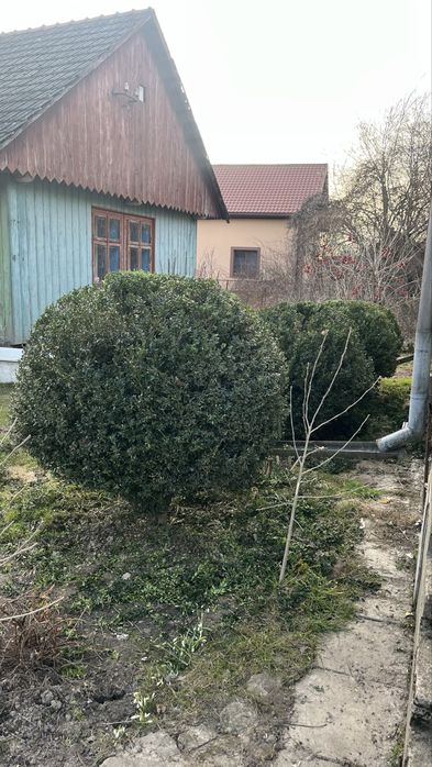 Послуги садівника , озеленення, ланшафт. Львів та область