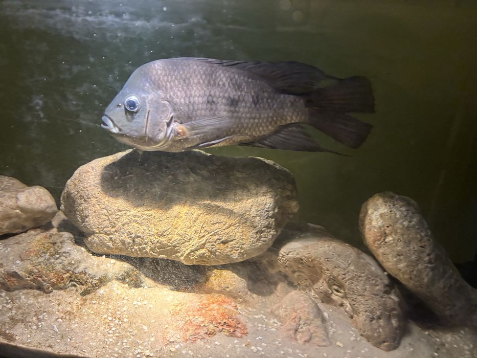 Pielęgnica Amphilophus labiatus