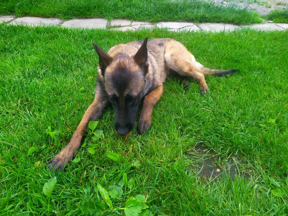 Малінуа Бельгійська вівчарка КСУ