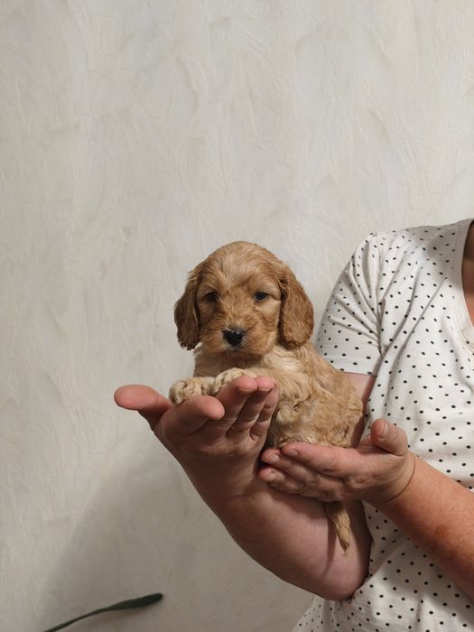 Cockapoo F1 Cocker spaniel angielski plus pudel miniaturowy