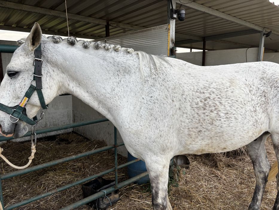 Cavalo Ruço cruzado