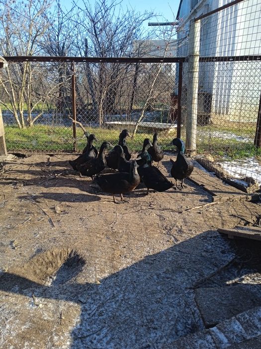 Продам. Инкубационные яйца утки каюга.