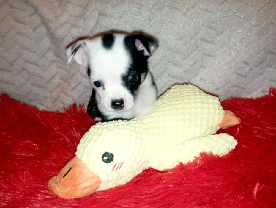 Suczka Chihuahua krótkowłosa