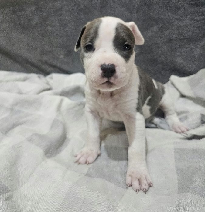 American staffordshire terrier Amstaff
