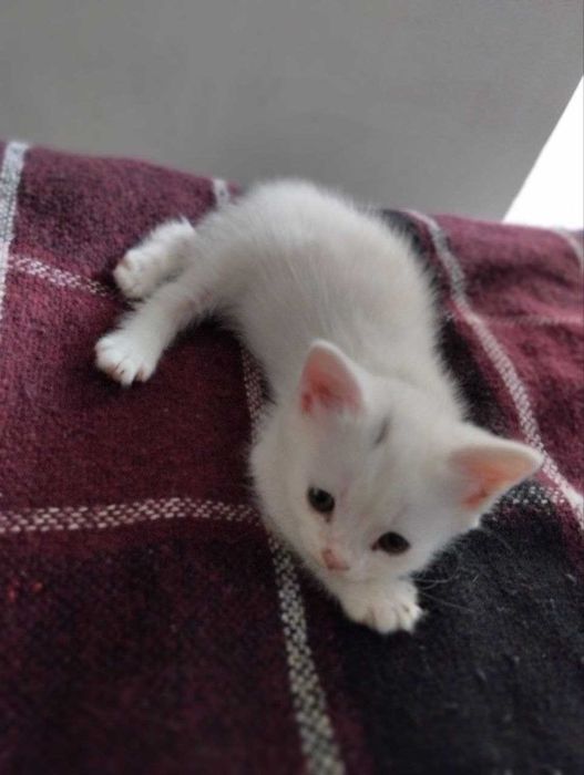 Отдам котенка БЕСПЛАТНО