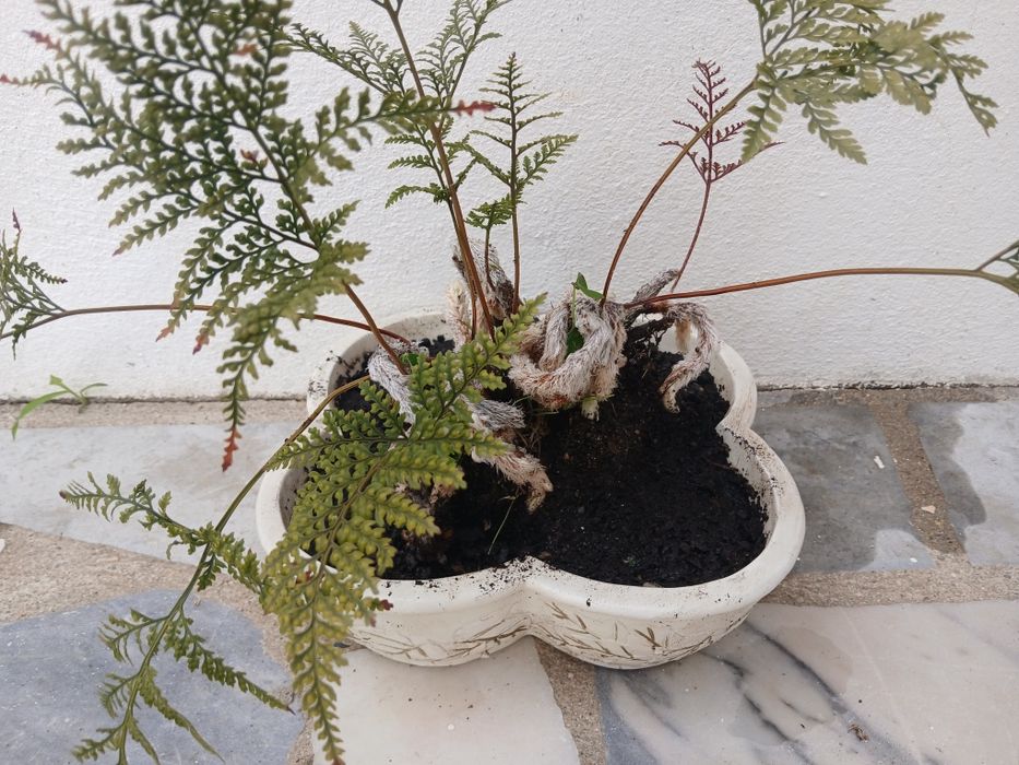 Ofereço  o vaso na compra da planta: samambaia pata de coelh