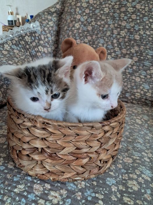 Кошенята в добрі руки