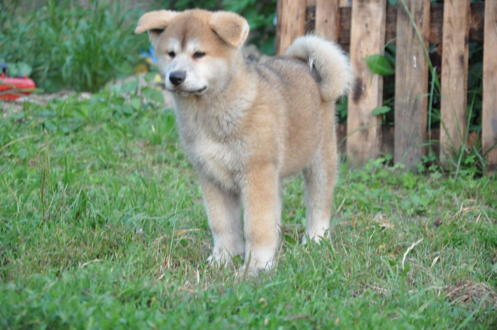 Дівчинка акіта іну японська акіта
