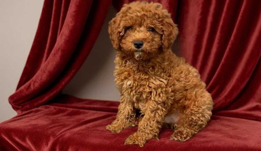 Мальтипу. Стильный красавчик.