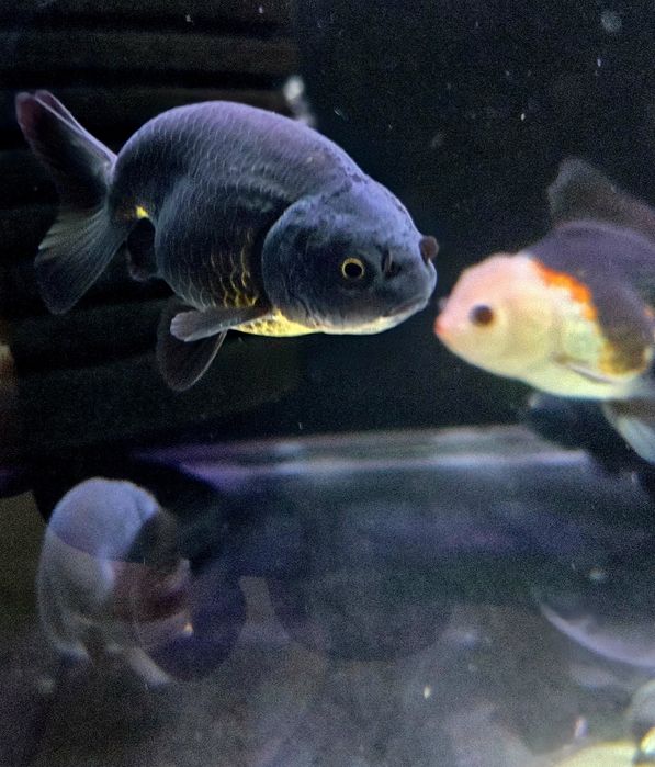 Welonka ranchu black