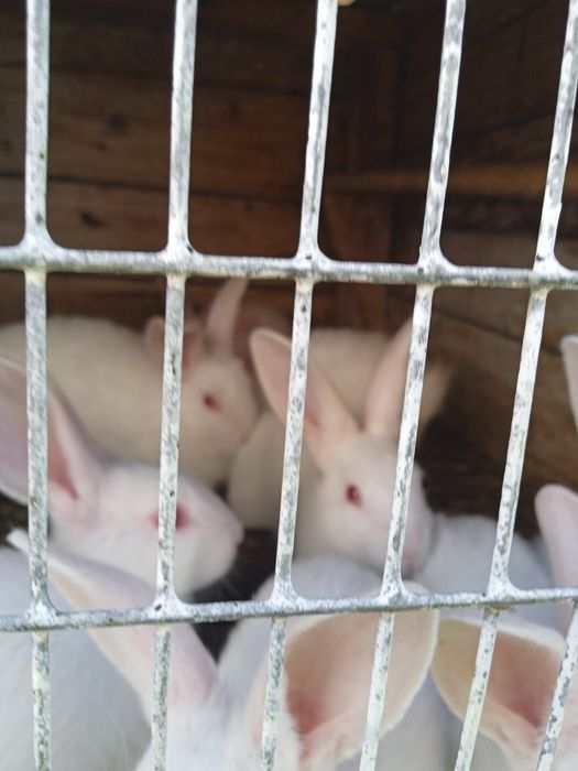 Продам чистокровні кролі Термони, Строкачі та Шиншили