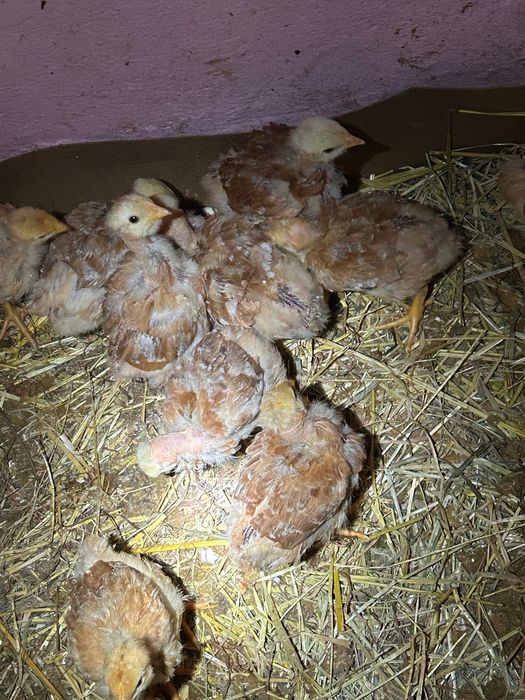 Pintinhos com 3 semana tenho apenas mais  10