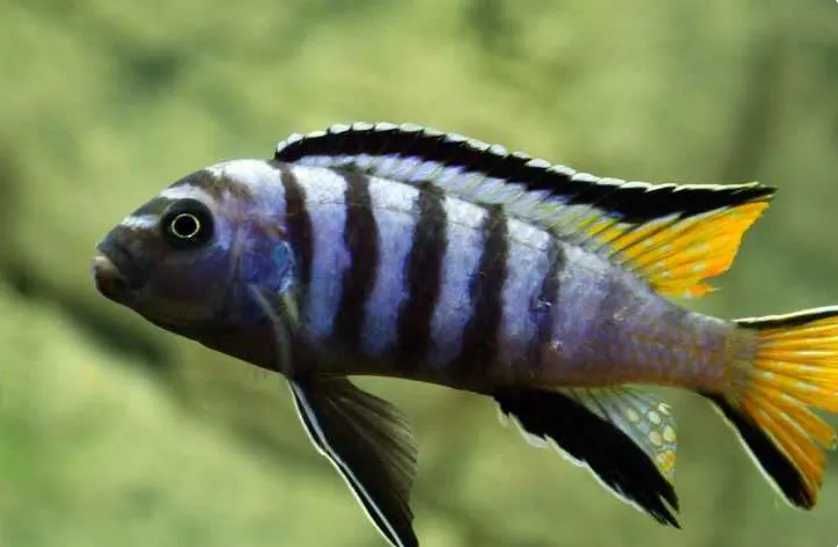 Pseudotropheus Elongatus MPanga