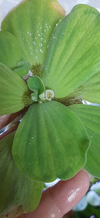 Аква рибки і рослини по доступним цінам