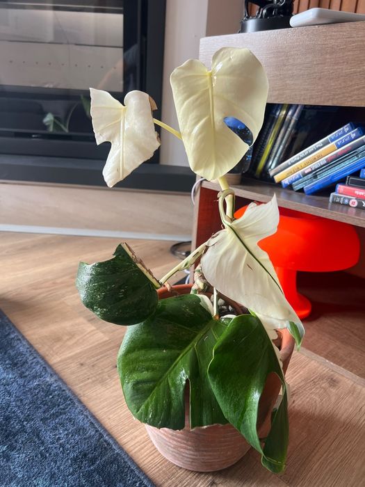 Monstera variegata/ thai constellation