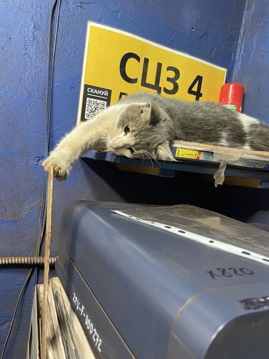 Зеленооке кошеня безплатно (хлопчик)