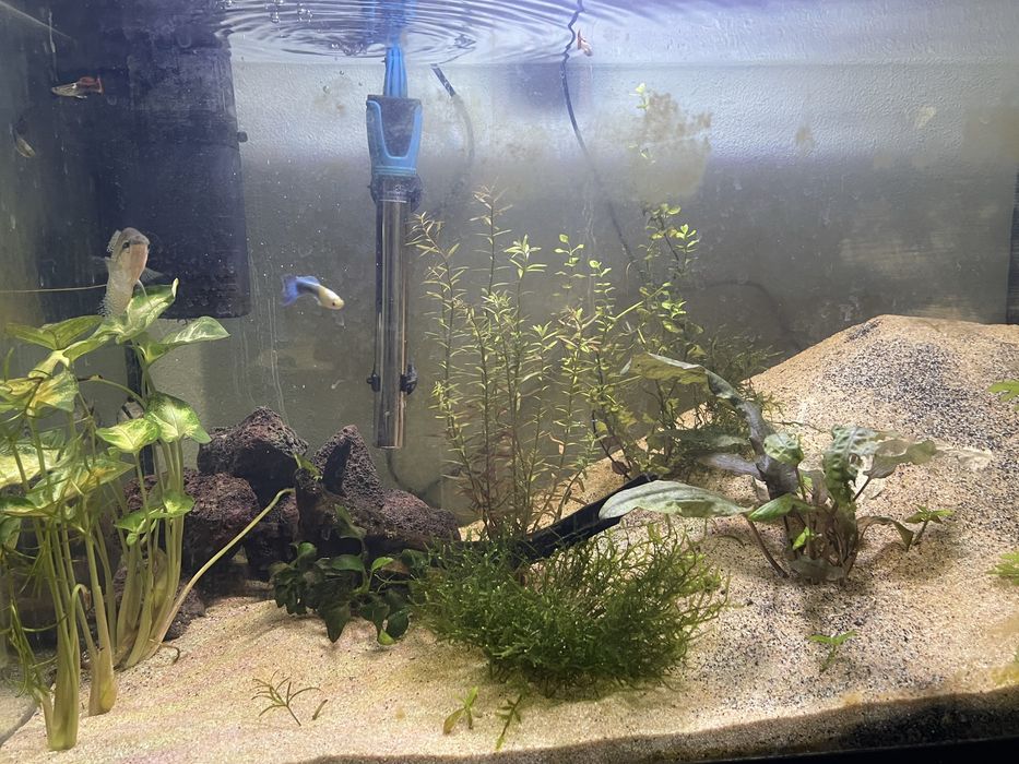 Aquário 87Litros Plantado C/ rochas e troncos + Fauna