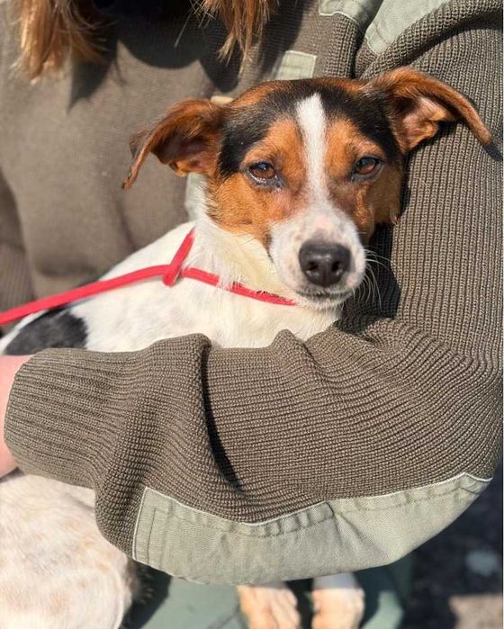 Jack Russell Terrier piesek schronisko Bełchatów -aktualne