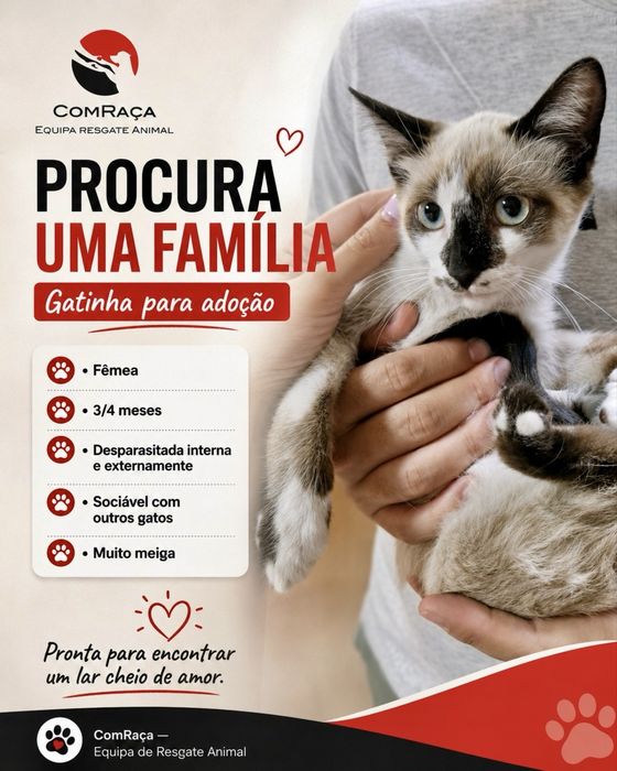 Gatinha bebé para adoção responsável