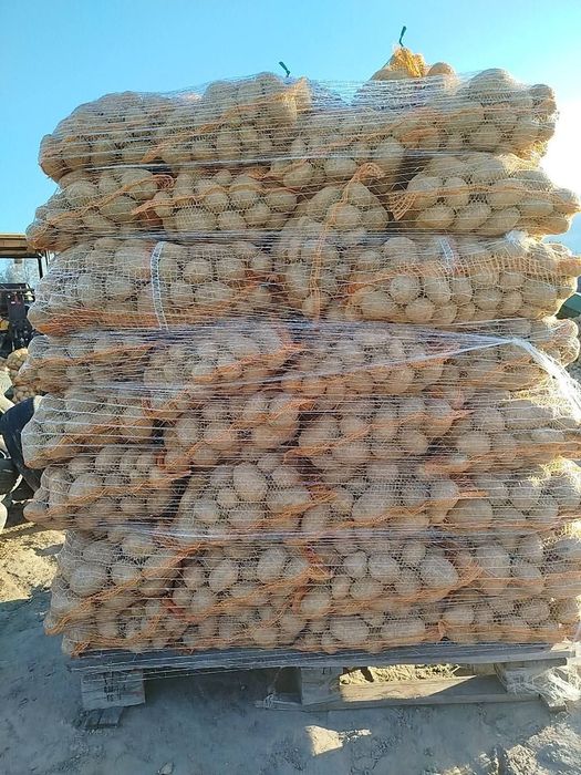 Ziemniaki jadalne Riviera 35-40 kaliber