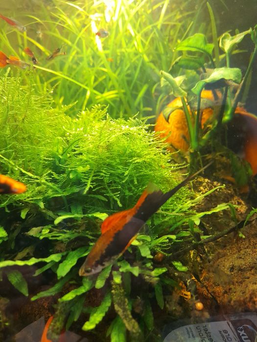 Samczyk  mieczyka,Samczyk mieczyka ,Samczyk mieczyka  Samczyk mieczyka