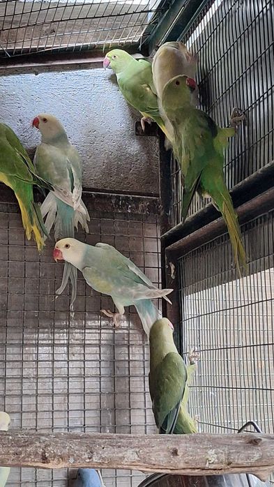 Várias mutações de ring necks 2026. Desde 80 euros