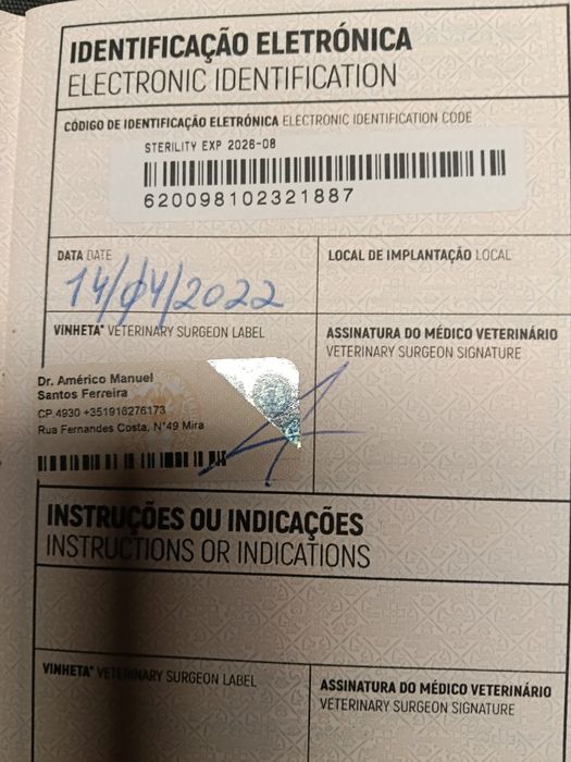 Yorkshire x Schnauzer mini