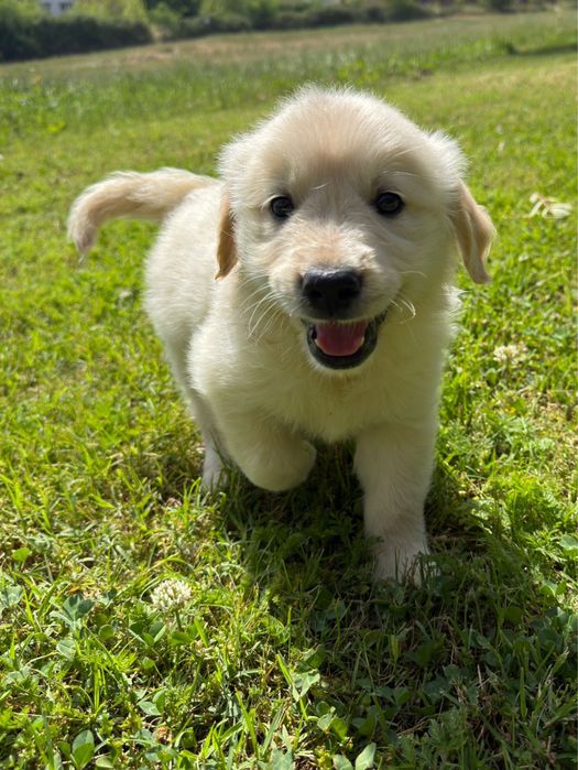 Golden Retriever qualidade!!