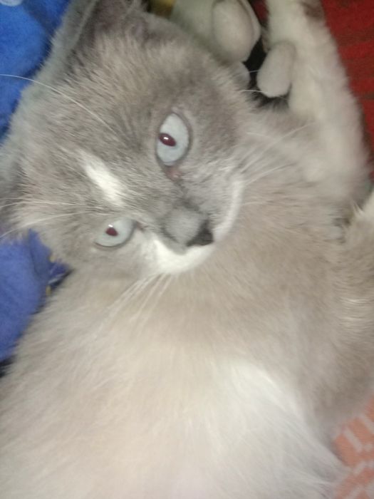 продам котят цена договорная