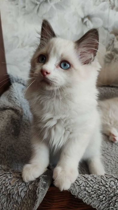 Ragdoll ALEX kocur
