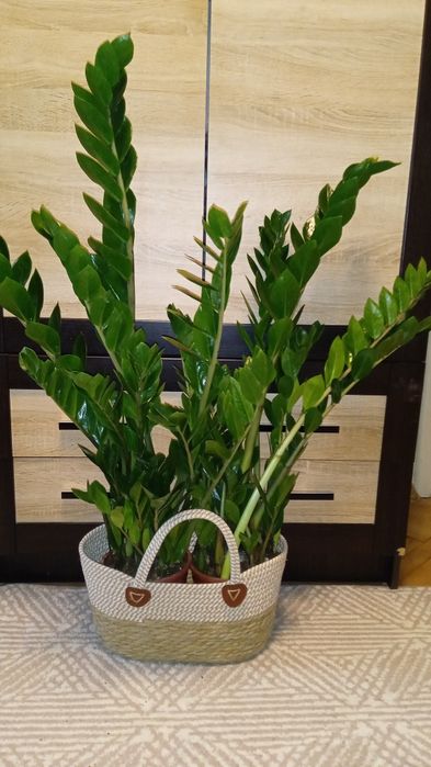 Заміокулькас 17 об'єм горщика 87 см сама рослина  садово кімнатна росл