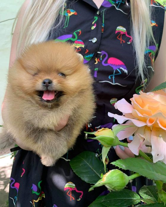 Шпицы малыши док КСУ/ FCI