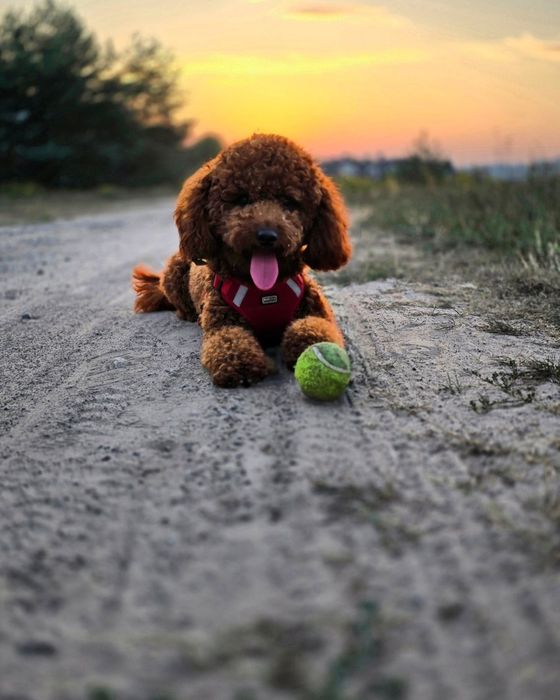 Pudel Miniaturowy Red Reproduktor