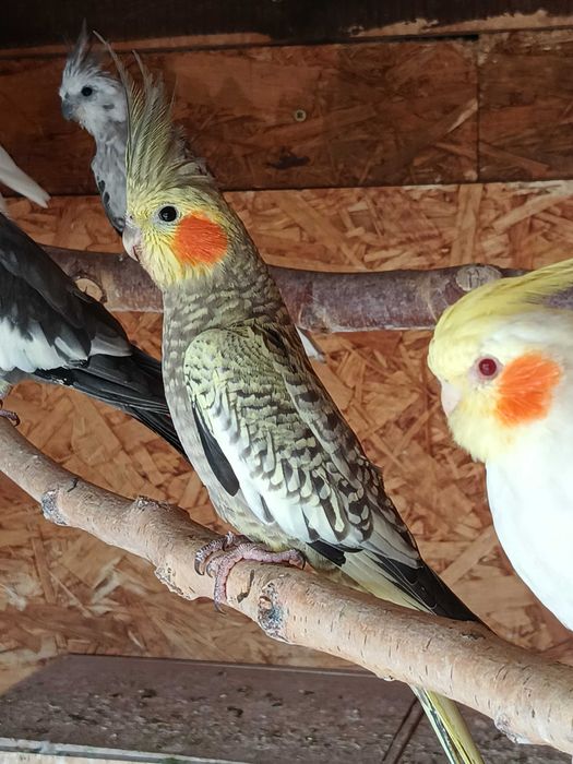 Nimfa wystawowa młoda