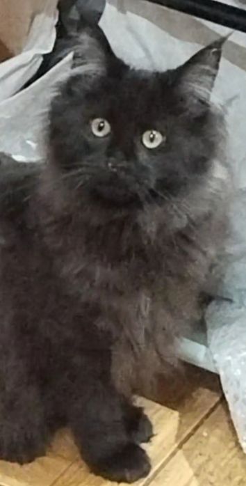 продам девочку мейн-кун черный дым