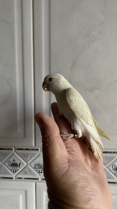 Agapornis domesticado