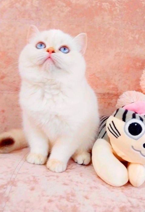 Чарівна голубоока дівчинка красунечка чекає на свою сім'ю