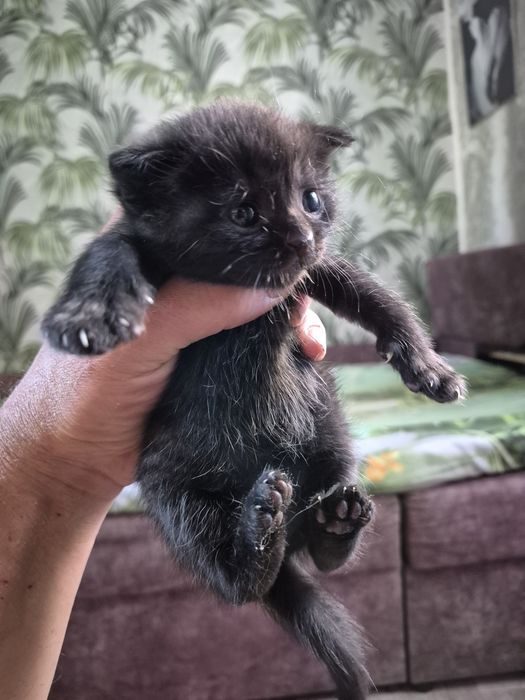 Котёнок девочка объявление зарание