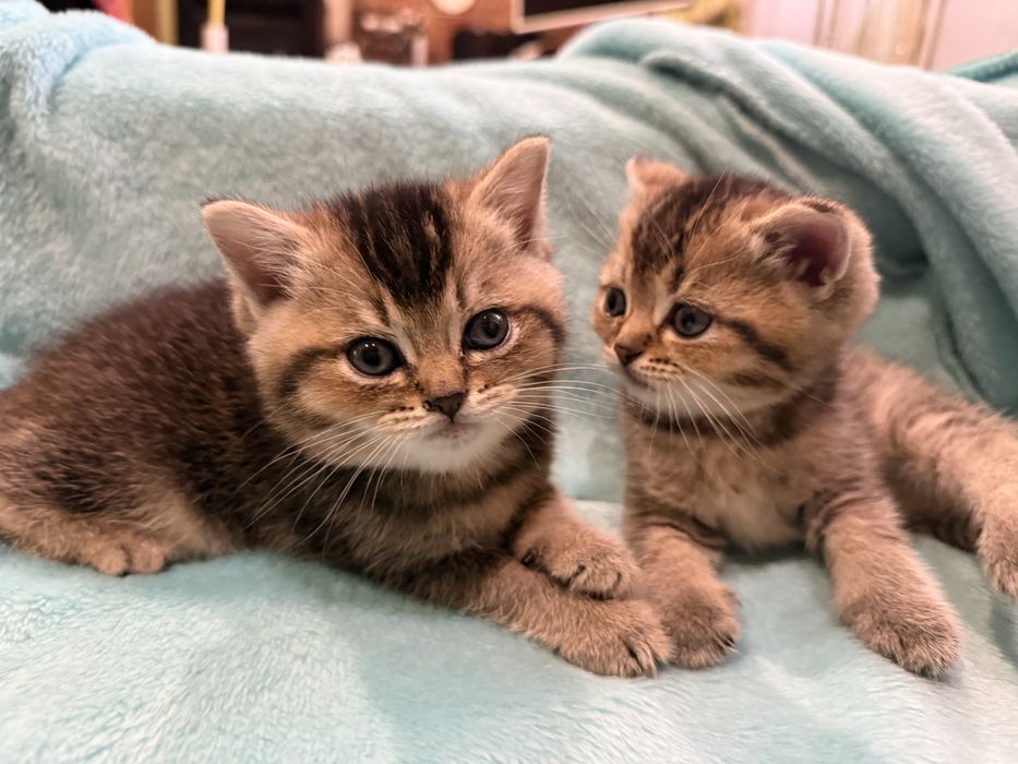 Шотлндські золоті шиншилки