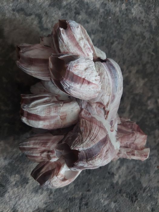 barnacle balanus muszla balanit pąkle unikat unikatowe
