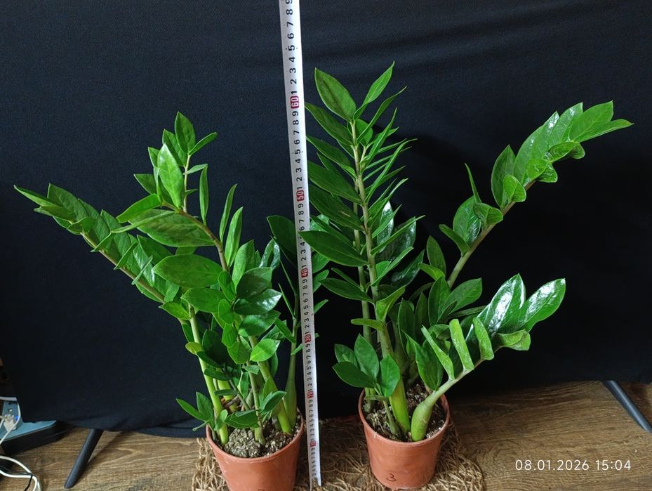 Заміокулькас , $ дерево