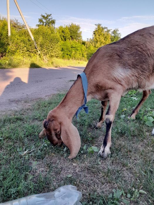 Кози Англо-Нубійські