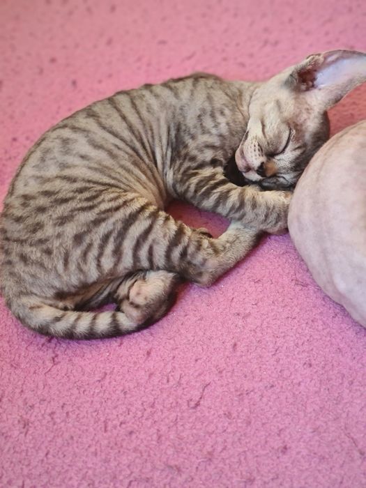 Котята девон-рекс