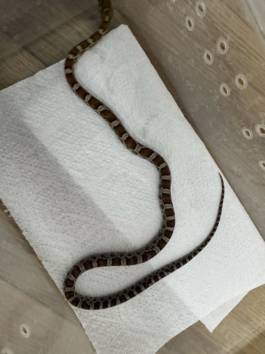 Wąż zbożowy z 2025r młode samiczki i samce