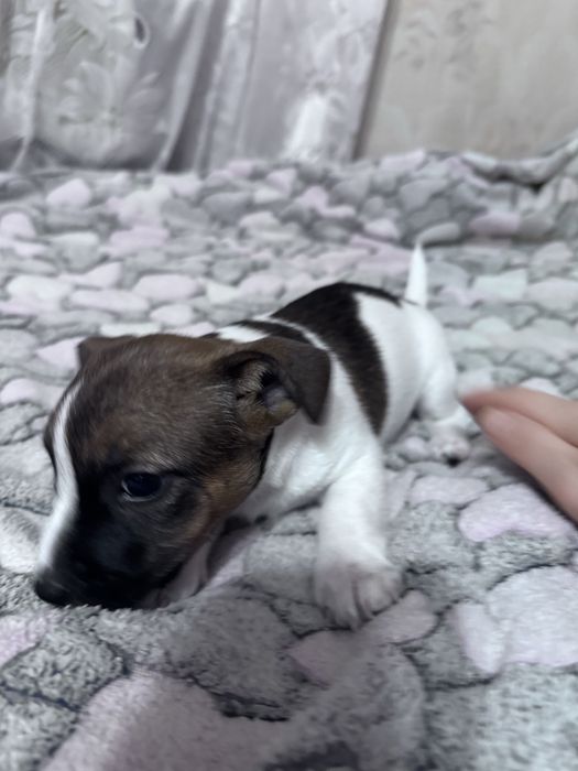 Цуценя Джек Рассел