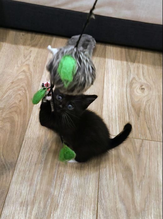 Котёнок чёрный с белыми лапками мальчик 1 месяц