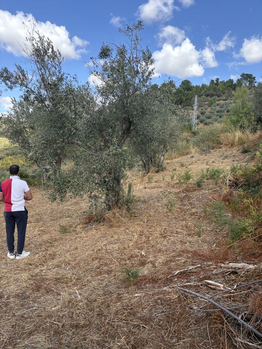 Terreno Murça 5100m