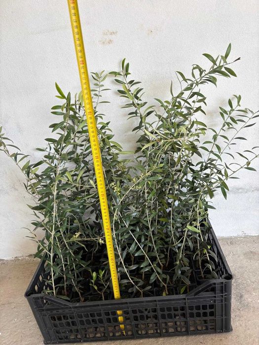 Oliveiras Arbequina