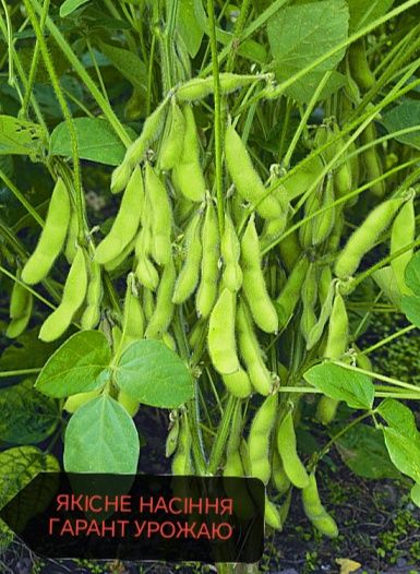 Соя Посівний матеріал сої аполо монро сідней