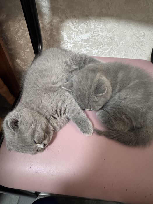Шотландські кошенята. висловухий котик, та прямовуха дівчинка